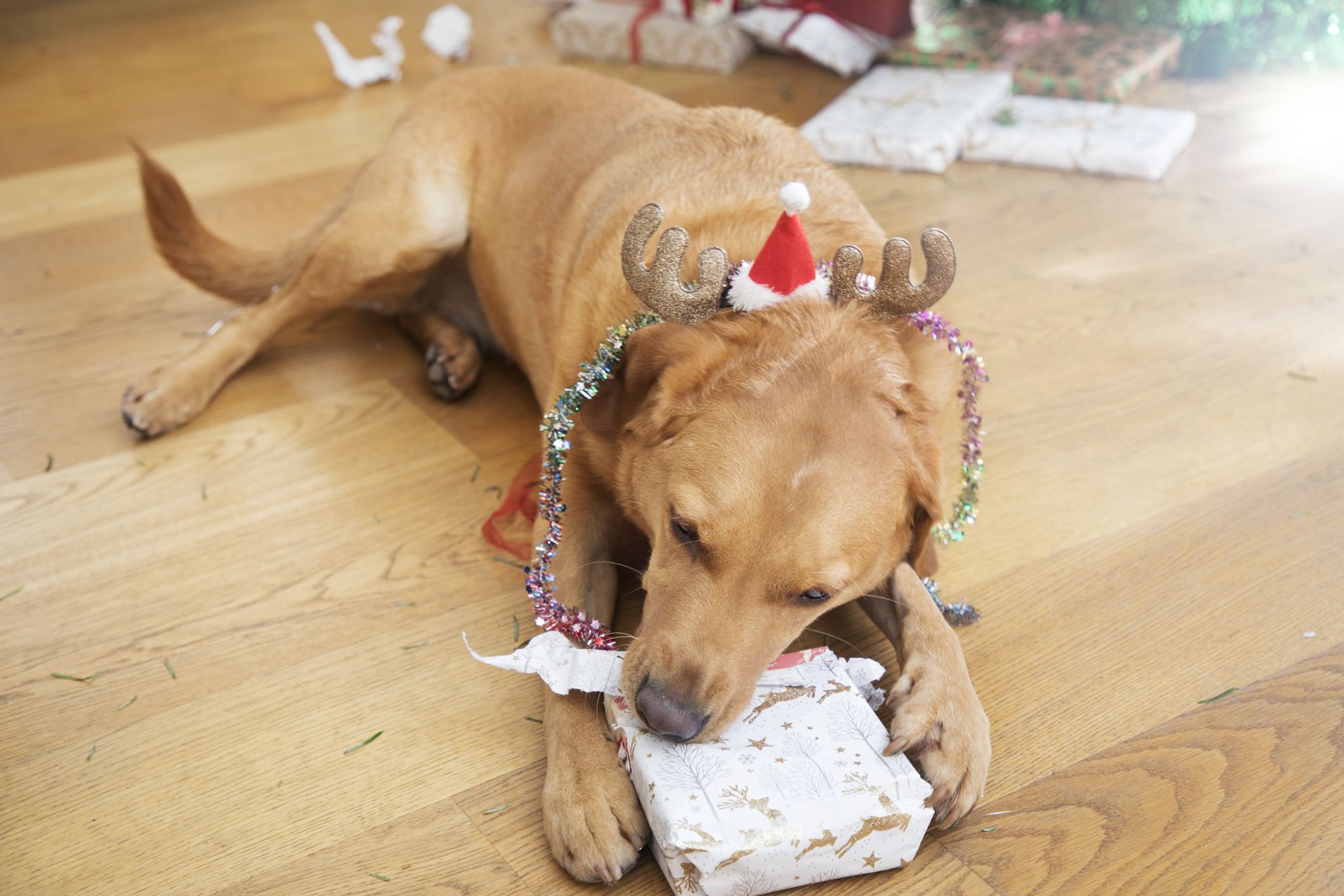 Treat your furry friend with even more this festive season 