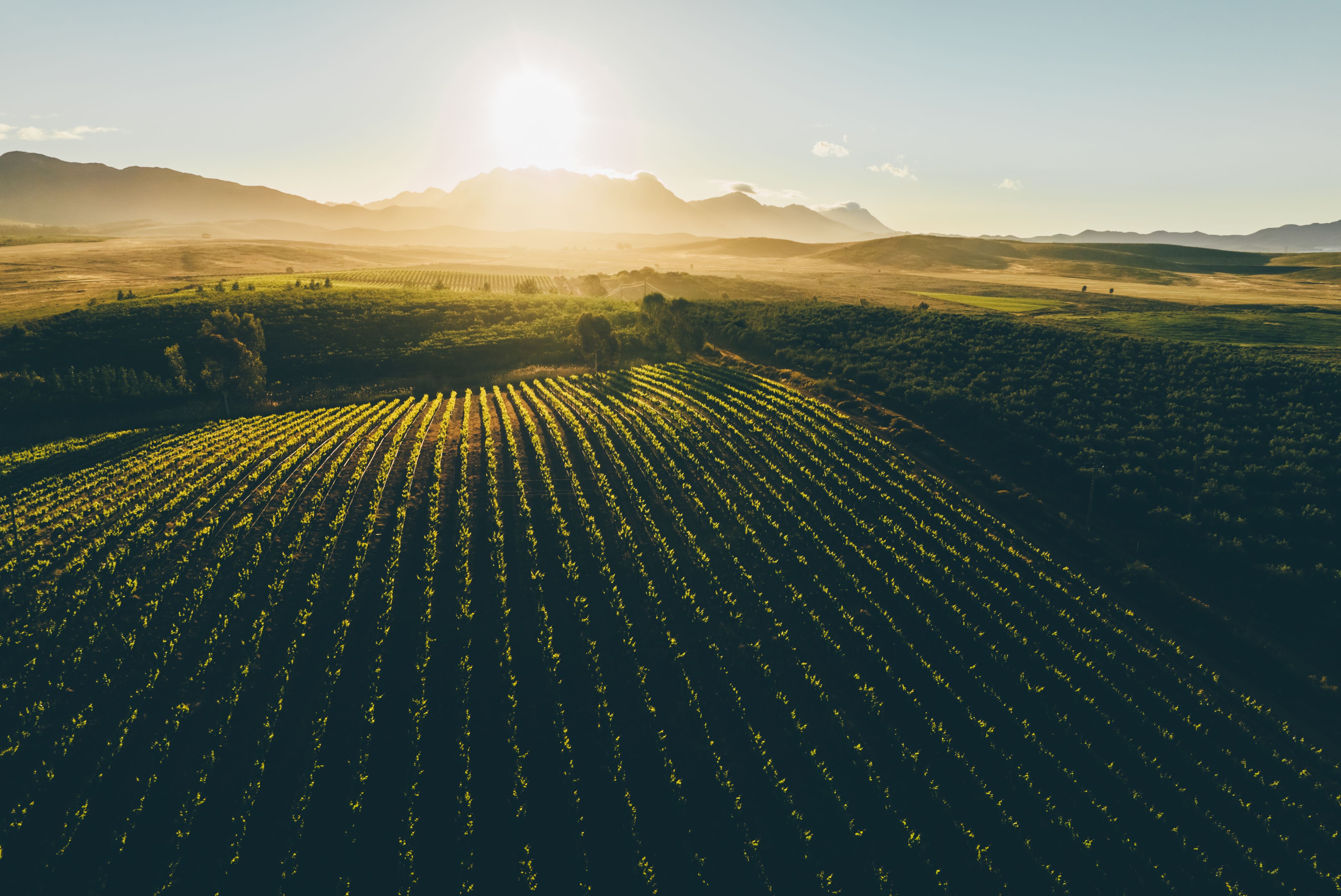 A field is being irrigated with sprinklers.